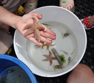 Zeedieren zoeken